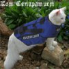 Котик терористик